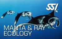 Manta &amp; Ray Ecology